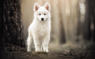 White dog woods closed light - the wood next free wallpaper