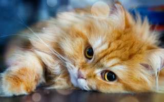 Cat white fur eyes wide - its eye wide open free wallpaper