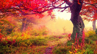 Forest path autumn leaves campfire - the fall season free wallpaper