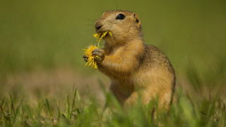 Small rodent eating flower field - a blurry background of grass free wallpaper for desktop