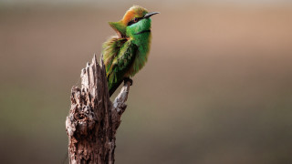 Green bird wooden pole tree - a green bird free wallpaper