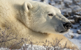 Polar bear snow ecological art 2 - wild free wallpaper