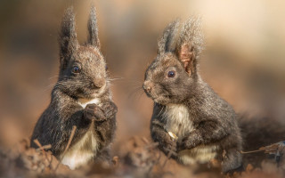 Small brown rabbits field portrait - a field of grass and dirt free wallpaper