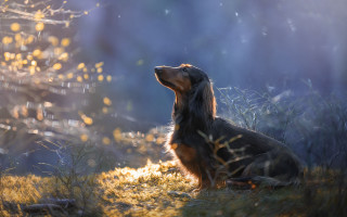 Dog sitting grass looking up 2 - ultra realistic digital art free wallpaper