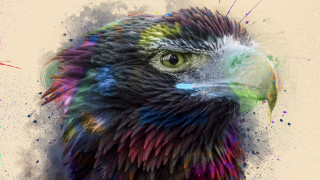 Colorful bird black head green - a black head free wallpaper