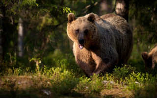 Brown bear walking forest open - a brown bear free wallpaper for desktop