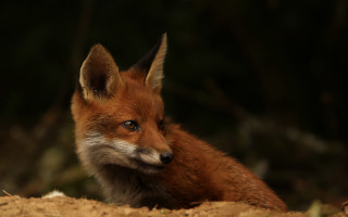 Red fox sitting dirt distant - the dirt free wallpaper