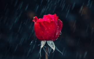 Red rose water droplets rain 2 - the rain free wallpaper for desktop