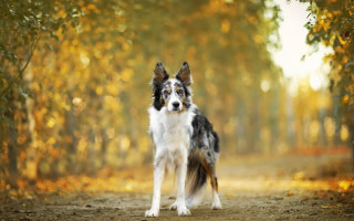 Dog woods autumn leaves blurry - a dirt road free wallpaper