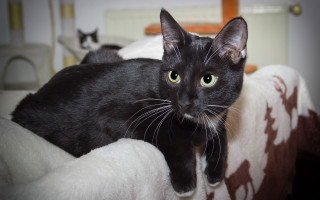 Black cat green eyes room - maya free wallpaper