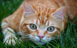 Cat sad eyed laying in - its eye wide open free wallpaper for desktop