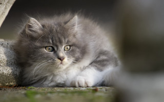 Gray white kitten rock wall - a rock wall free wallpaper