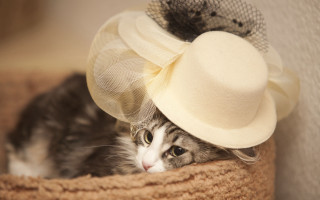 Cat hat veil basket rococo - fashion free wallpaper