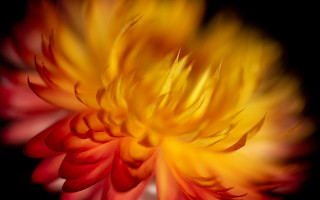 Flower blurry fiery wings macro - macro photography free wallpaper
