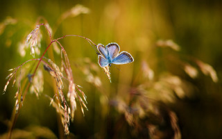 Blue butterfly macro plant grass - a blue butterfly free wallpaper