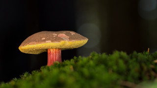 Mushroom yellow cap mossy surface - a mushroom free wallpaper