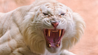 White tiger open mouth blue 2 - a white tiger free wallpaper for desktop