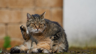 Cat sitting upward brick wall - a brick wall in the background free wallpaper