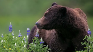Brown bear field blue flowers - a green background and a blurry background free wallpaper