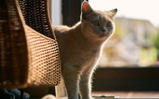 Cat wicker chair window blurry - a wooden floor next free wallpaper