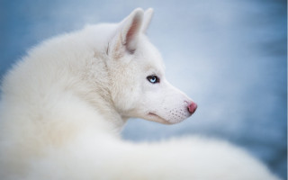 White dog blue eyes blue - a white fur free wallpaper