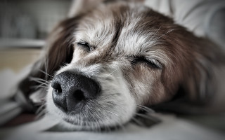 Dog sleeping bed pillow photorealism - his head free wallpaper