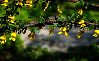Branch yellow flower butterfly nature - a park area free wallpaper for desktop