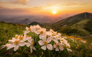 Flower field sunset valley hills - hill free wallpaper