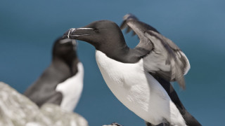 Birds rock beach ocean blurry - a beach near the ocean free wallpaper
