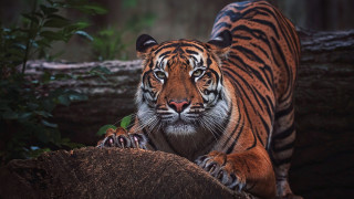 Sumatran tiger woodland wildlife serious - a tiger free wallpaper for desktop