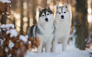 Husky dogs snow forest bokeh - in a forest free wallpaper