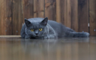 Gray cat wooden fence yellow - a black nose free wallpaper
