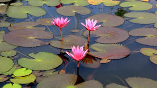 Pink water lilies pond leaves 2 - the surface of the water free wallpaper
