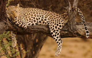 Leopard tree branch wildlife puzzle - a leopard free wallpaper for desktop