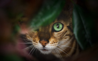 Green eyes cat behind leaf - daniel lieske free wallpaper