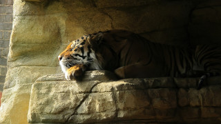 Tiger laying rock wall zoo - tranquil free wallpaper