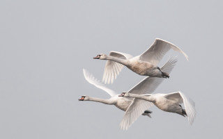 White birds flying sky symmetric - symmetric free wallpaper