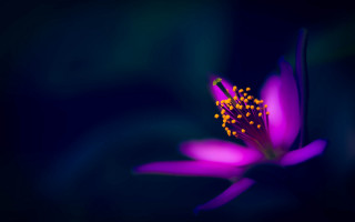 Purple flower yellow stamens dark - cindy wright free wallpaper for desktop