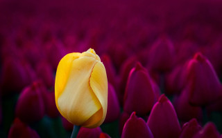 Yellow tulip purple field sunlight - the sunlight free wallpaper