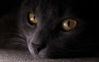 Black cat yellow eyes couch 3 - a black cat free wallpaper for desktop