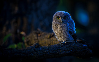 Small owl night glowing eyes - a small owl free wallpaper for desktop