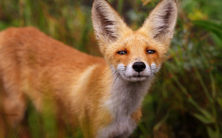 Fox grass field blurry background - a blurry background of grass and bushes free wallpaper