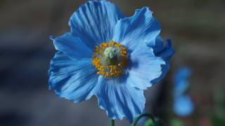 Blue flower yellow stamen macro - colin moss free wallpaper