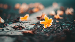 Yellow flowers dirt grass autumn - yellow flower free wallpaper