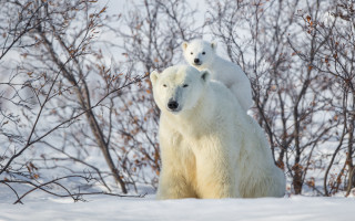 Polar bears snow ecological art - two polar bear free wallpaper