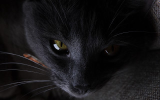 Black cat yellow eyes serious 9 - its face and chest free wallpaper for desktop