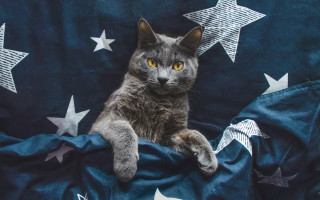 Cat starry sky ornaments flag - one paw free wallpaper