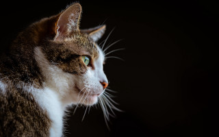 Cat green eyes white stripe - a cat free wallpaper