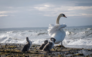 Swan babies beach water waves - free animals wallpaper