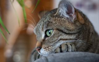 Cat green eyes laying couch - a couch next free wallpaper